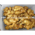 Fresh Ginger with Good Quality and Competitive Price